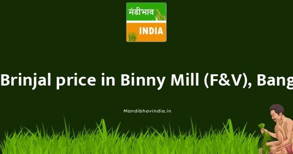 Brinjal price